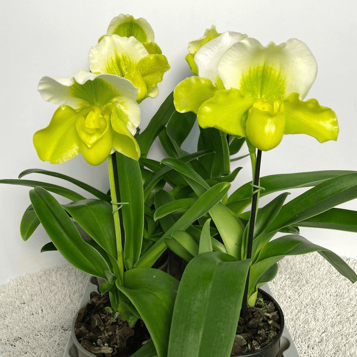 Paphiopedilum Magic Mountain-Honda Gold