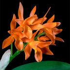 Guarianthe aurantiaca orange