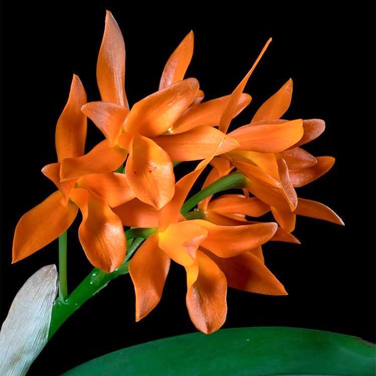Guarianthe aurantiaca orange