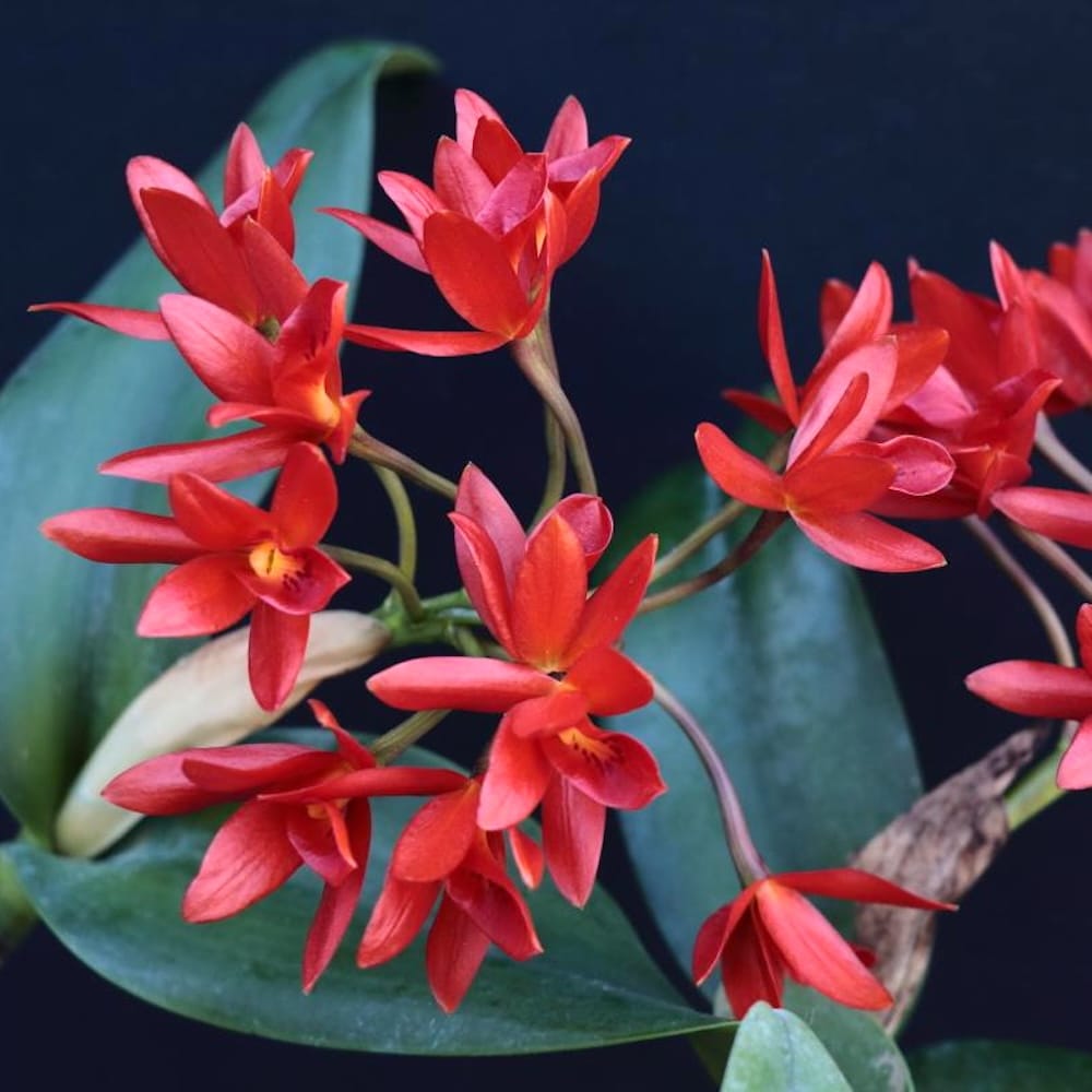 Guarianthe aurantiaca red