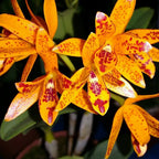 Guarianthe aurantiaca orange
