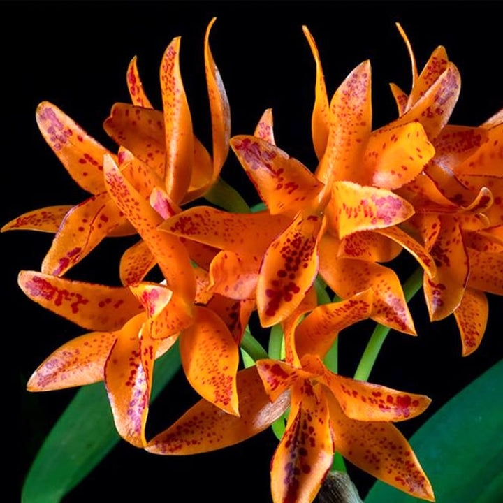 Guarianthe aurantiaca orange