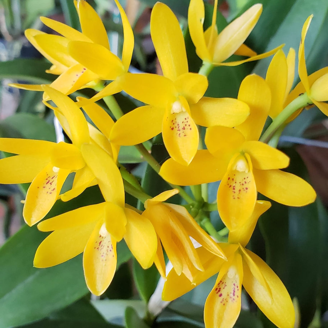 Guarianthe aurantiaca yellow