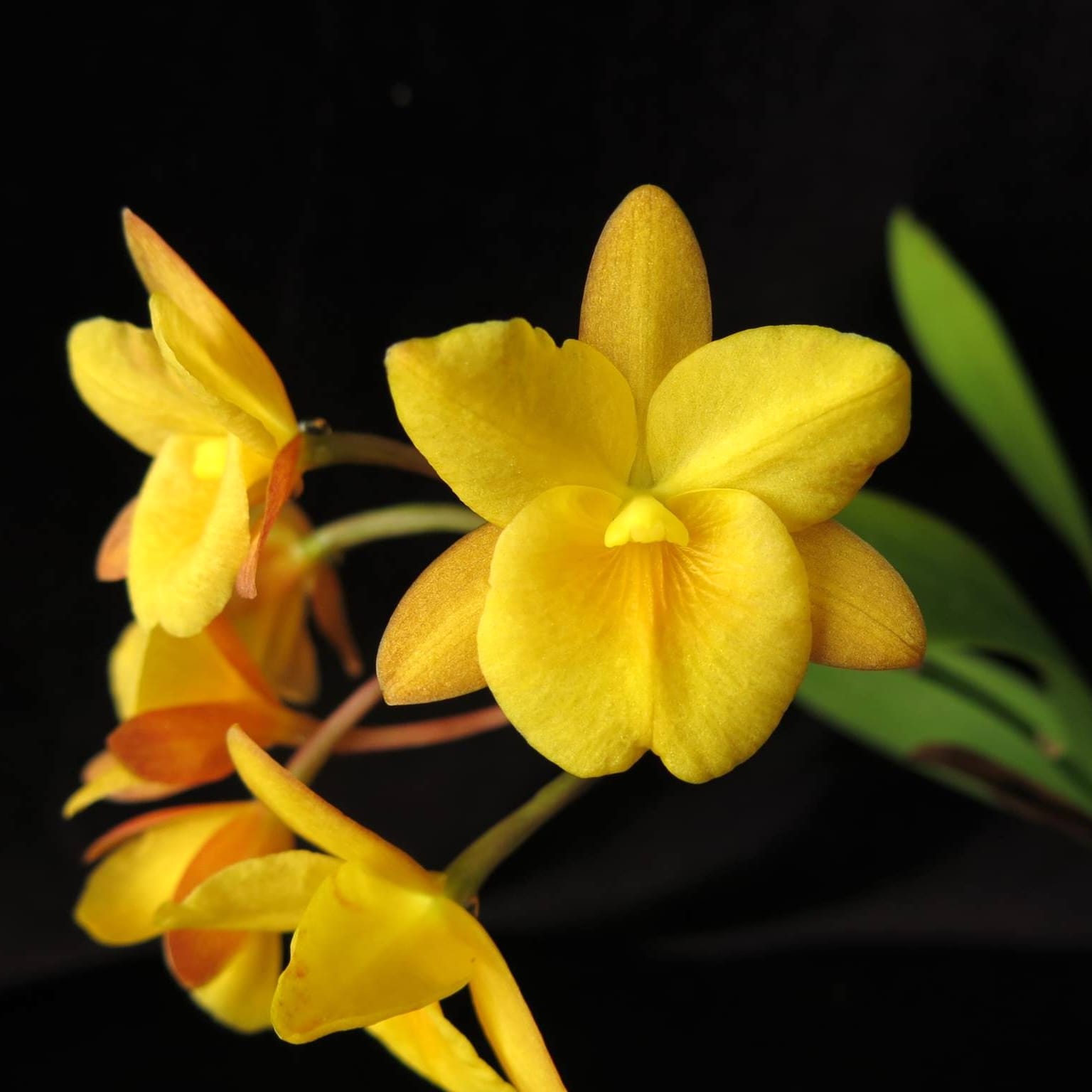 Guaricattonia Why Not 'Yellow Kitty'