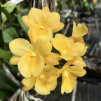 Guaricattonia Why Not 'Yellow Kitty'