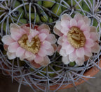 Gymnocalycium saglionis