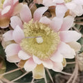 Gymnocalycium saglionis