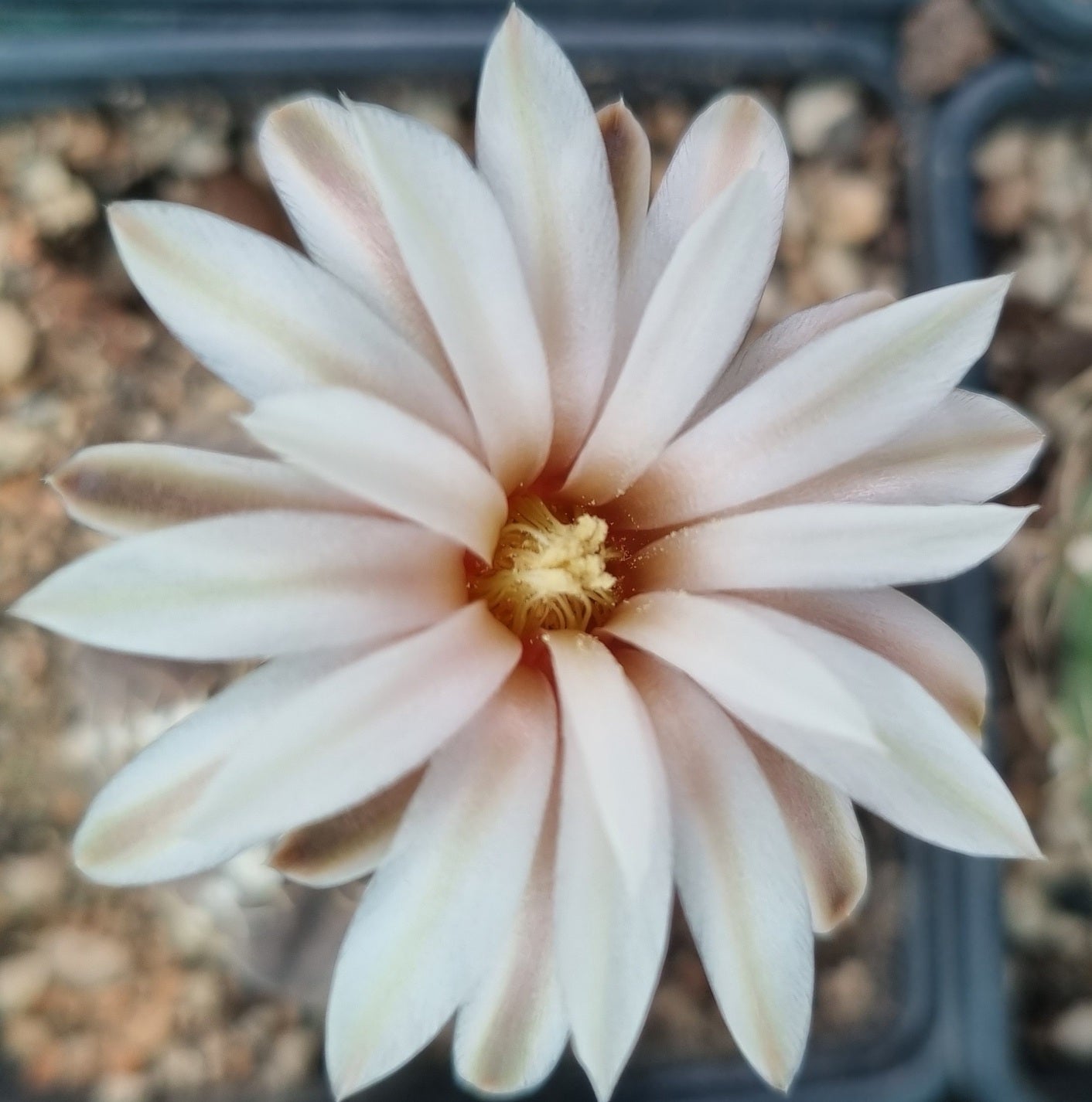 Gymnocalycium ragonesei