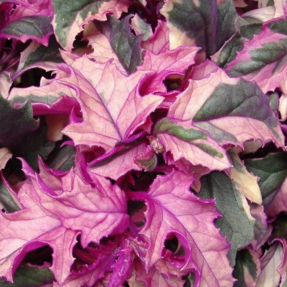 Gynura aurantiaca 'Variegata' (Variegated Purple Velvet Plant)
