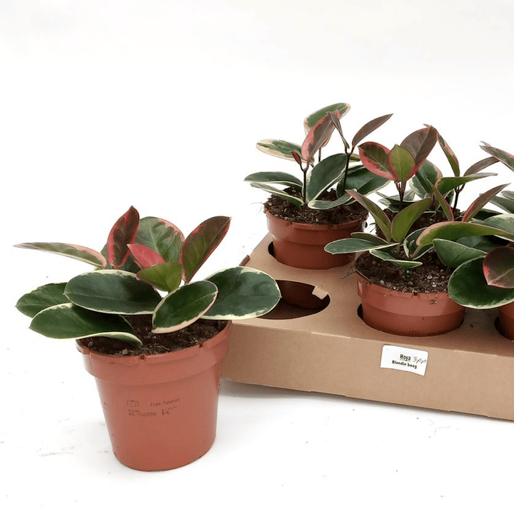 Hoya australis 'Blondie' (albomarginata)