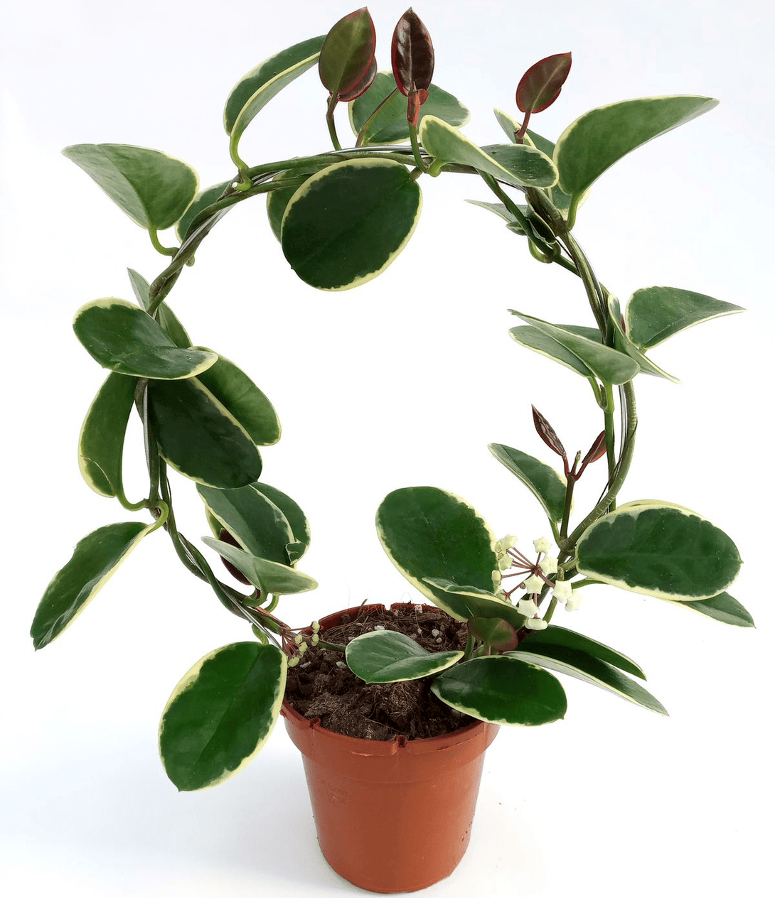 Hoya australis 'Blondie' (albomarginata)