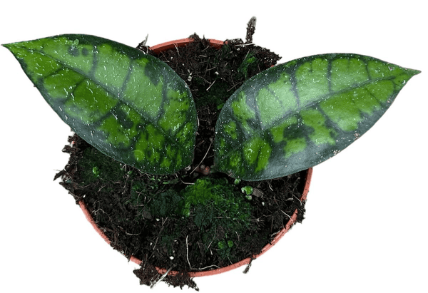 Hoya callistophylla 'Black Cat'