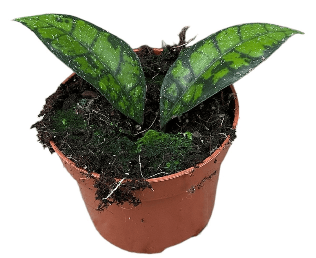 Hoya callistophylla 'Black Cat'