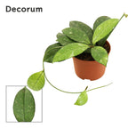 Hoya crassipetiolata 'Splash' D9