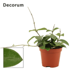 Hoya 'Chouke' (carnosa x serpens) D9