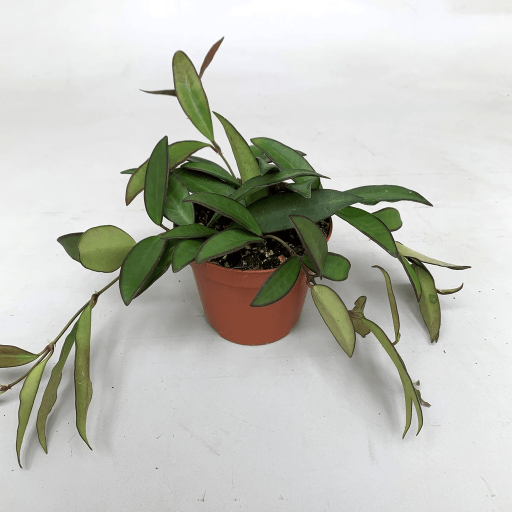 Hoya 'Rosita' (H. Wayetii x H. Tsangi) - D9 - 3+ Pflanzen/Topf