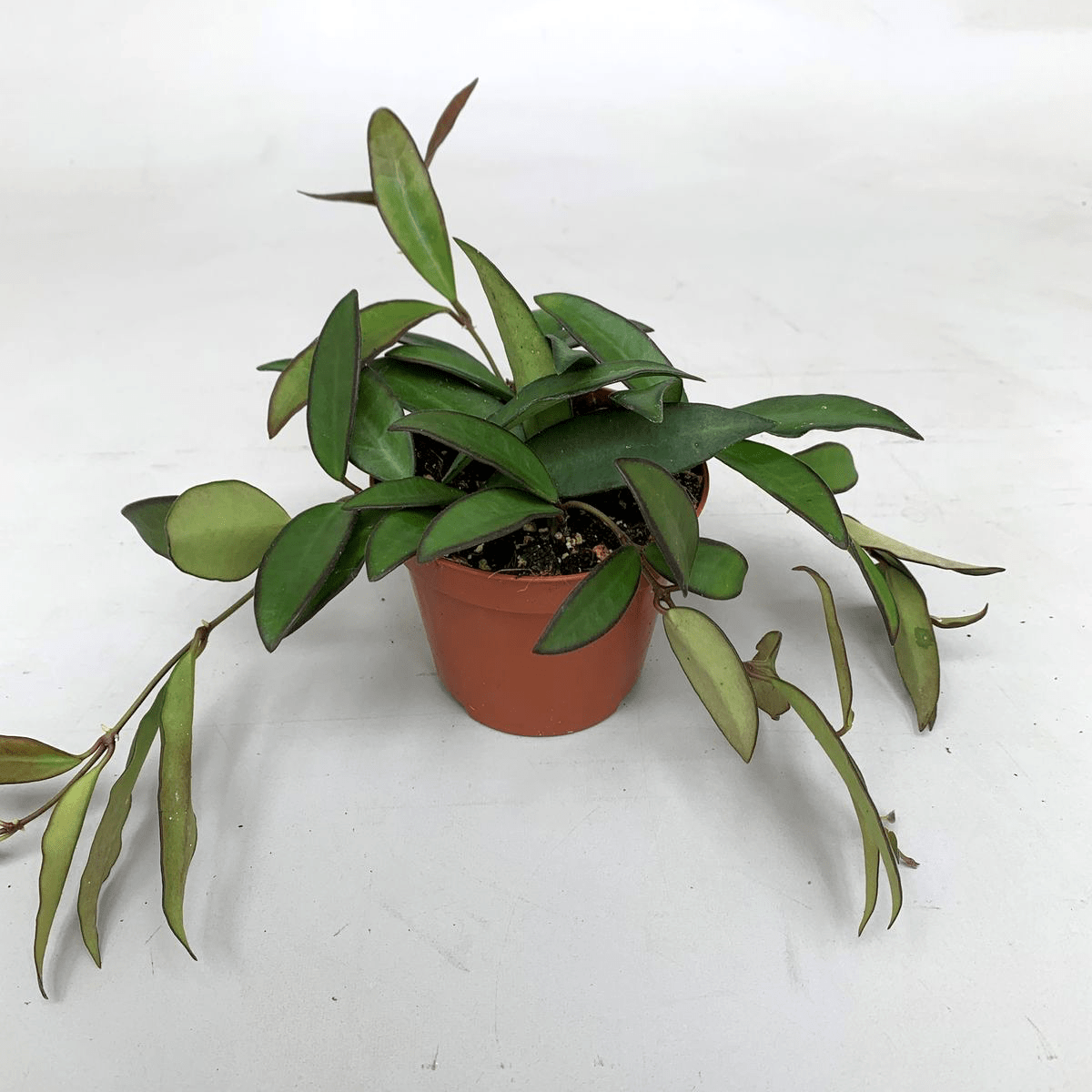 Hoya 'Rosita' (H. Wayetii x H. Tsangi) - D9 - 3+ plante/ghiveci