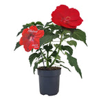 Hibiscus moscheutos ‘Oak Red’ – hibiscus peren cu flori uriase