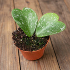 Hoya kerrii 'Splash'