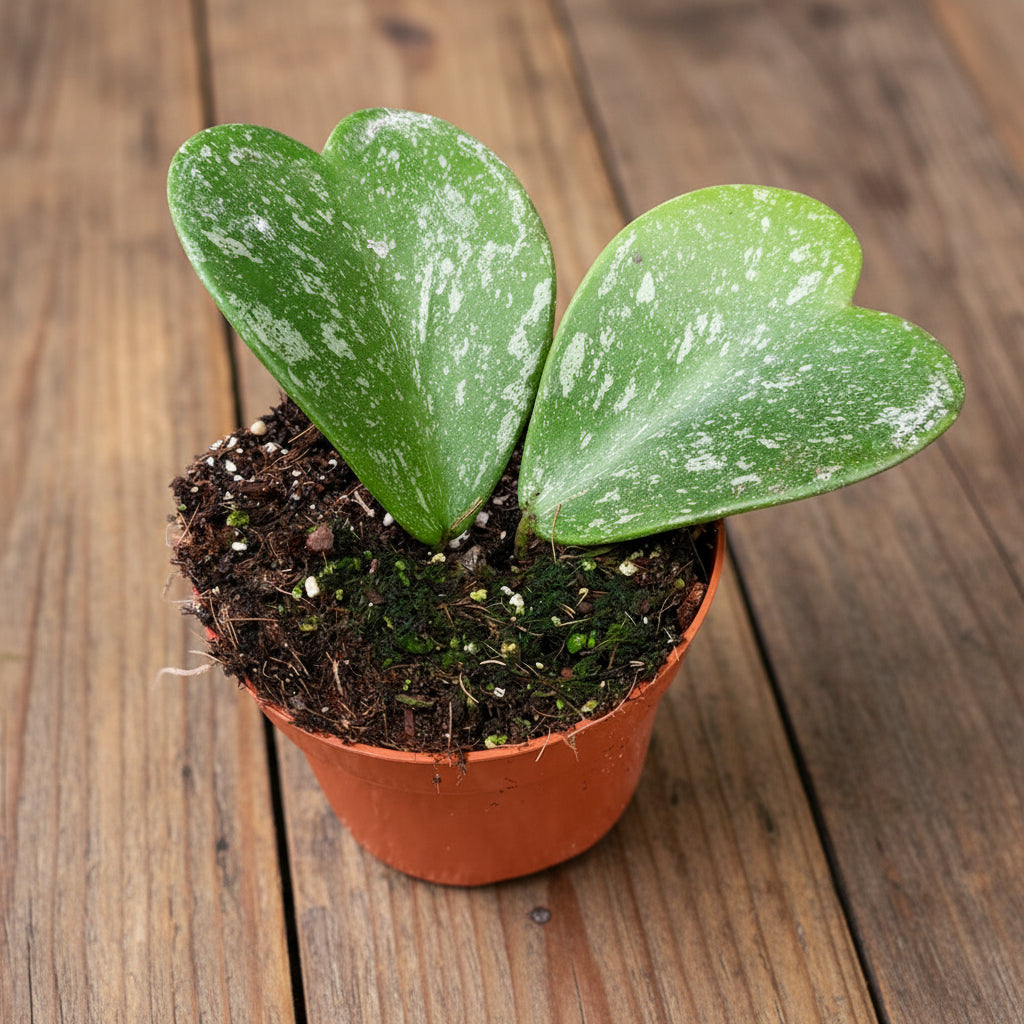 Hoya kerrii 'Splash'