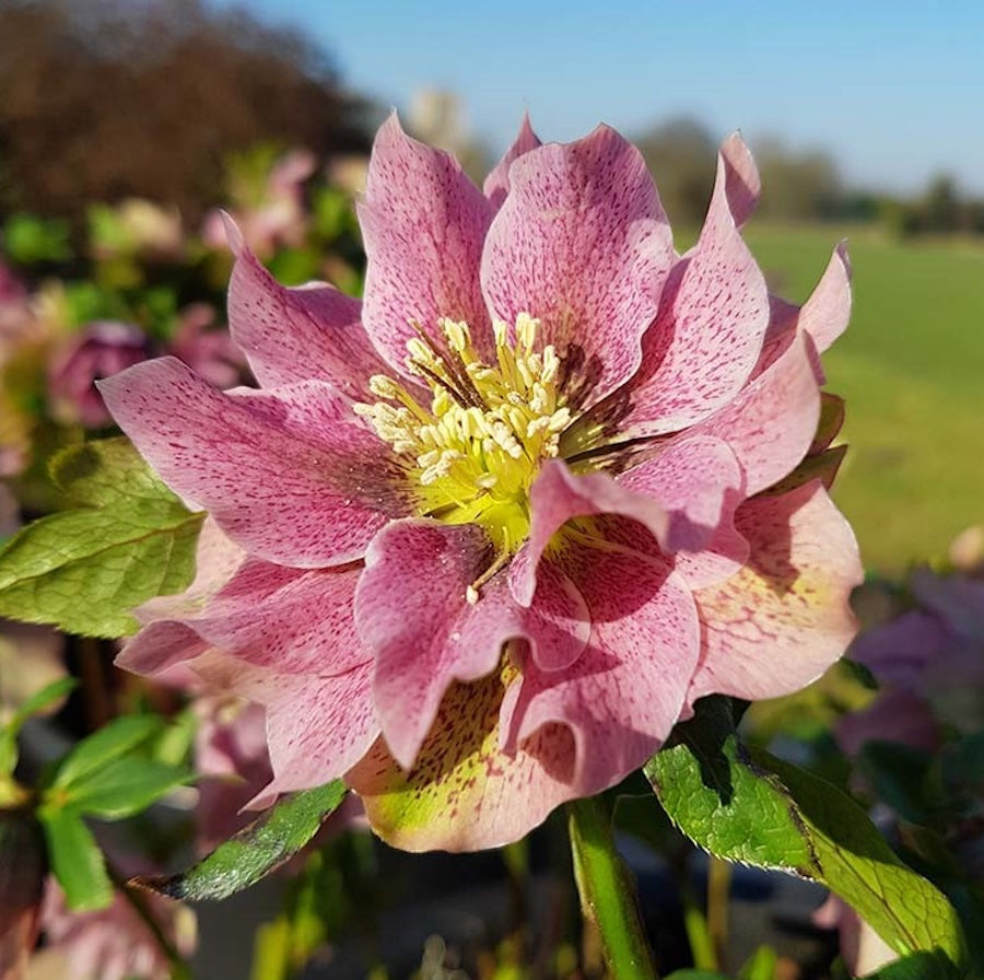 Helleborus orientalis ‘Double Ellen Pink’ (Spanz cu flori duble roz)