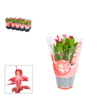 Schlumbergera truncata ‘Flame Red’ -  cactus de Craciun