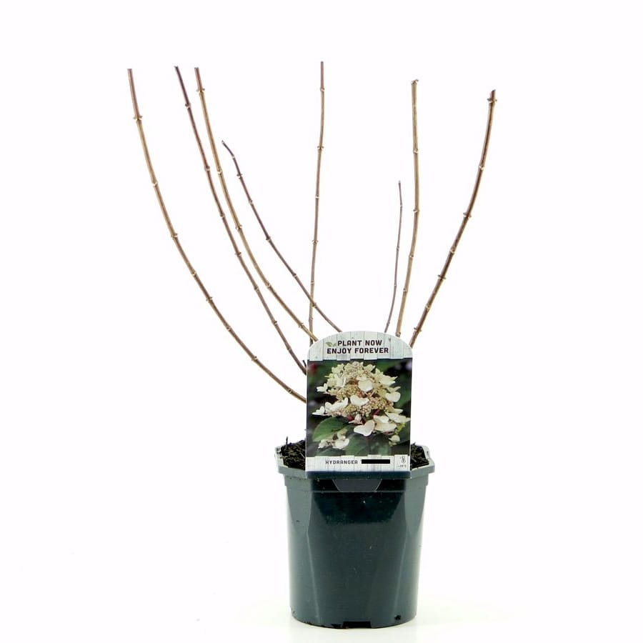 Hortensie arbustiva - Hydrangea paniculata 'Kyushu' – Secret