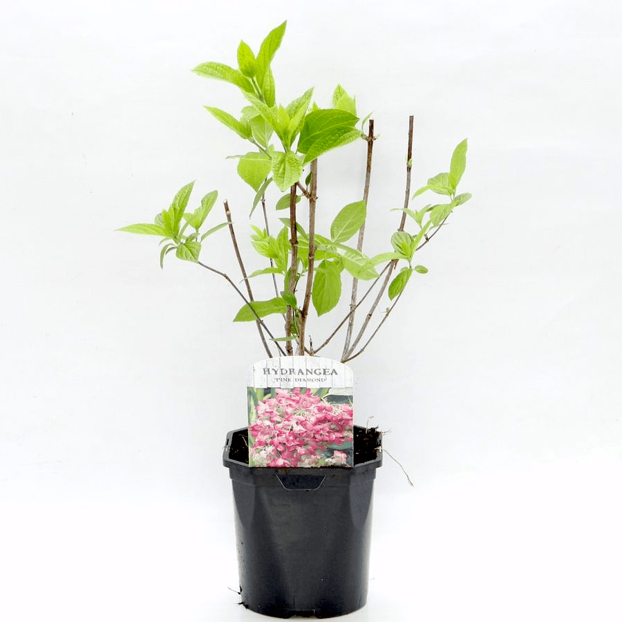Hortensie arbustiva - Hydrangea paniculata 'Pink Diamond'