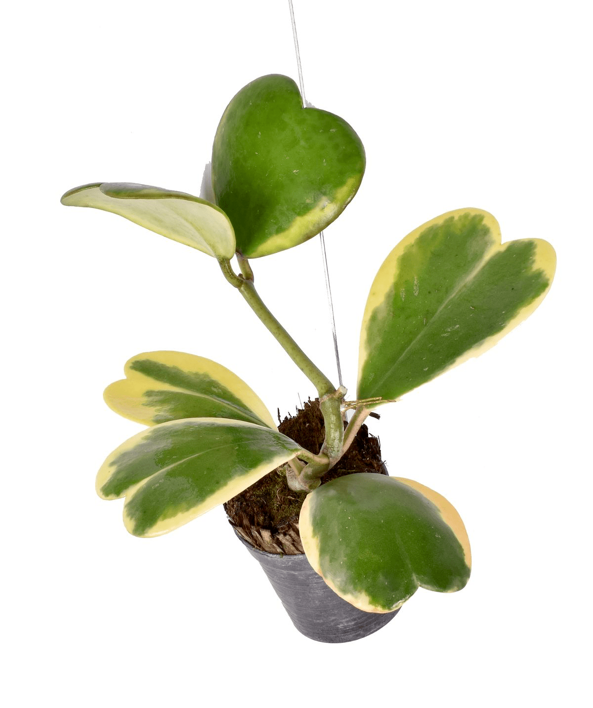 Hoya kerrii 'Albomarginata'