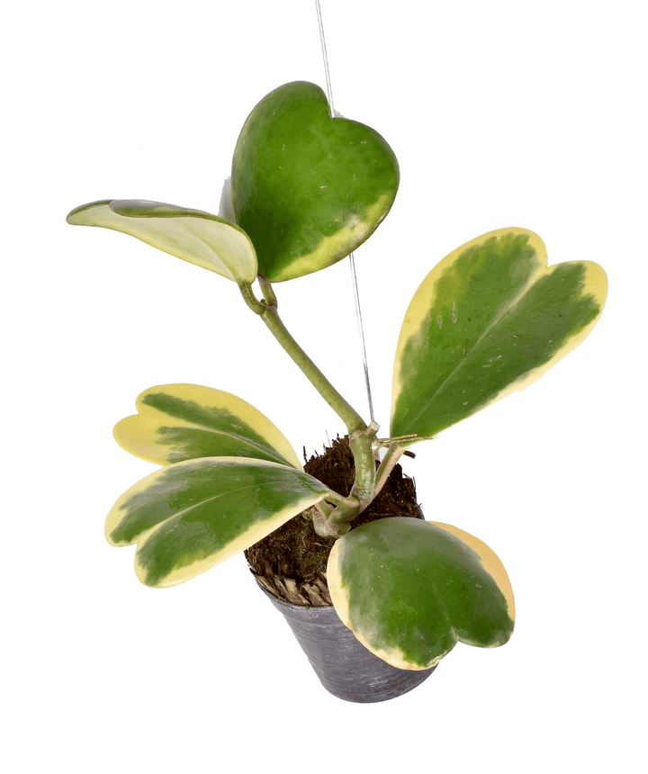 Hoya kerrii 'Albomarginata'