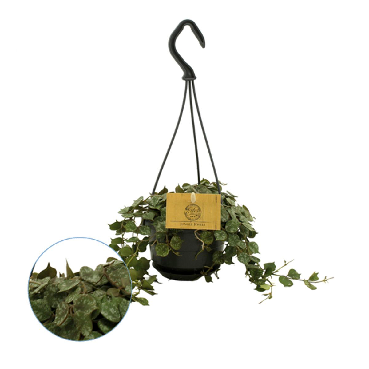 Hoya curtisii D10 *parfumata