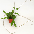 Hoya 'Green Ghost' - volle potten!