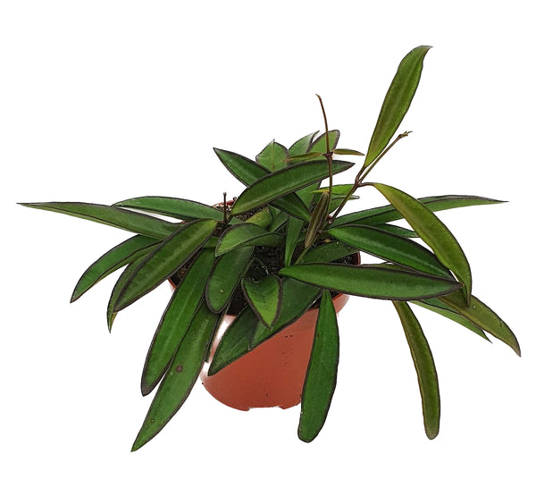 Hoya wayetii D9 - 3+ plants/pot