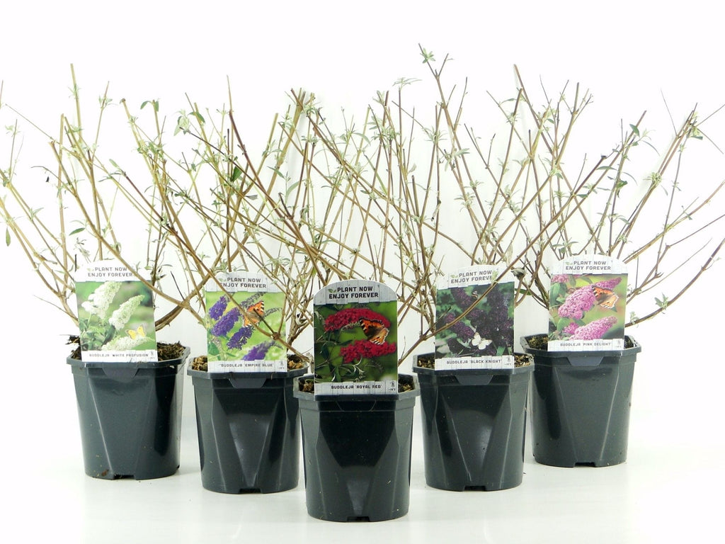 Sommarsyren - Buddleja davidii 'Royal Red'