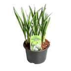 Ghiocei de vara - Leucojum aestivum