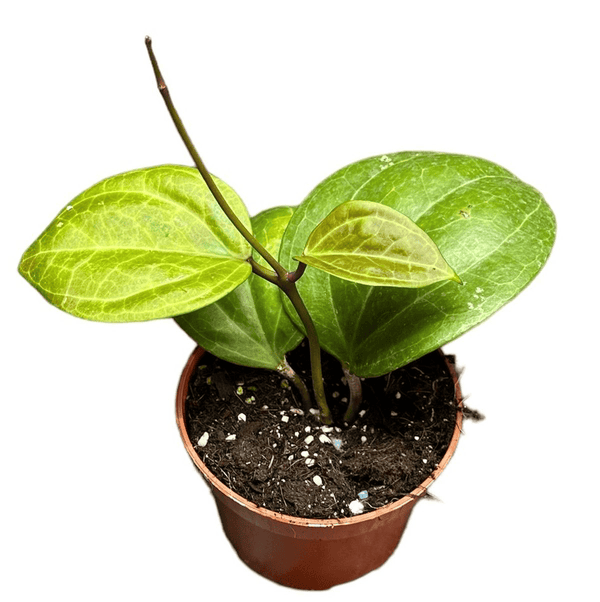 Hoya latifolia sp. ‘Sarawak’ (cream flower)