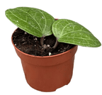 Hoya latifolia sp. ‘Sarawak’ (cream flower)