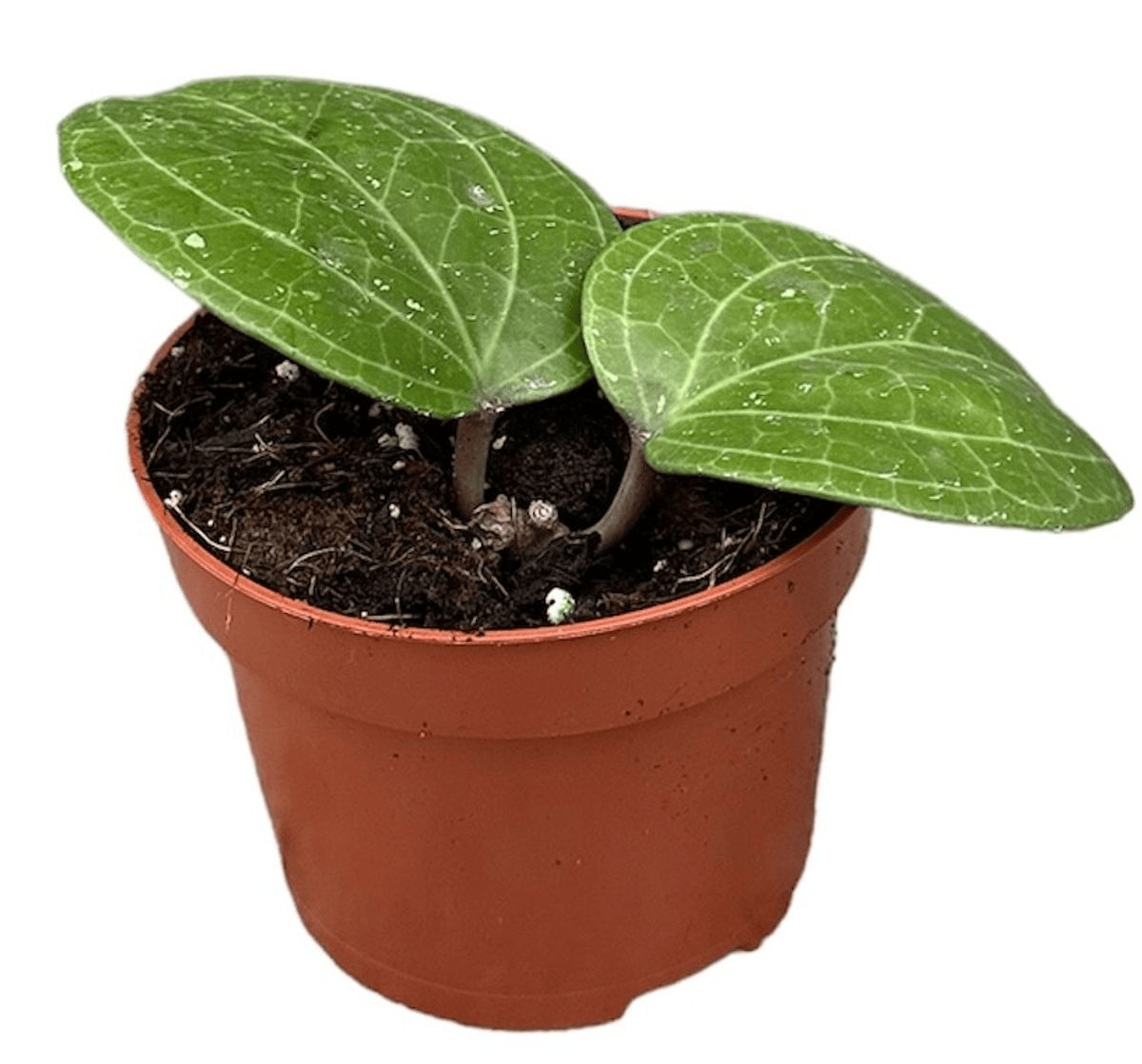 Hoya latifolia sp. ‘Sarawak’ (cream flower)