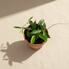 Hoya stoneana (IPPS00132)