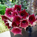 Huernia macrocarpa