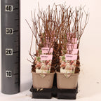 Hortensie arbustiva roz - Hydrangea paniculata 'Pink Lady'