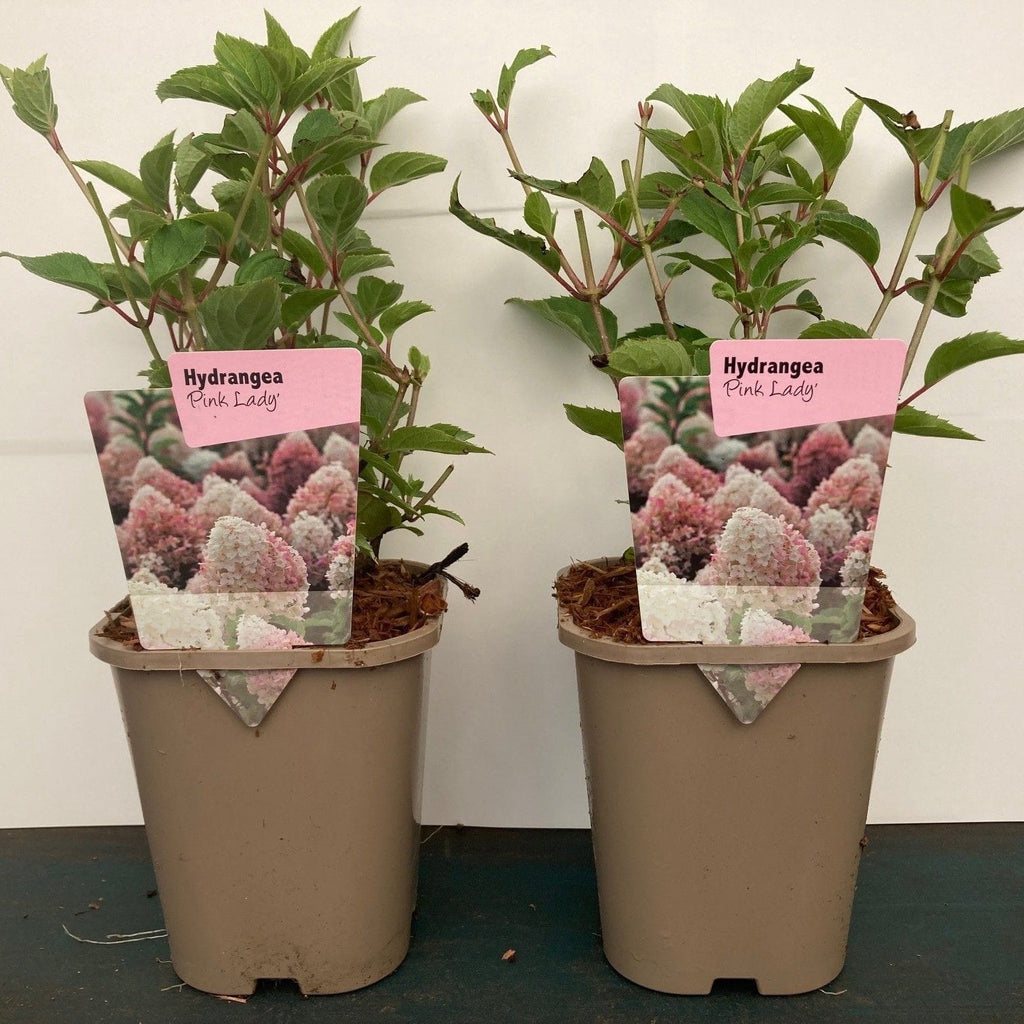 Hortensie arbustiva roz - Hydrangea paniculata 'Pink Lady'