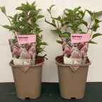 Hortensie arbustiva roz - Hydrangea paniculata 'Pink Lady'