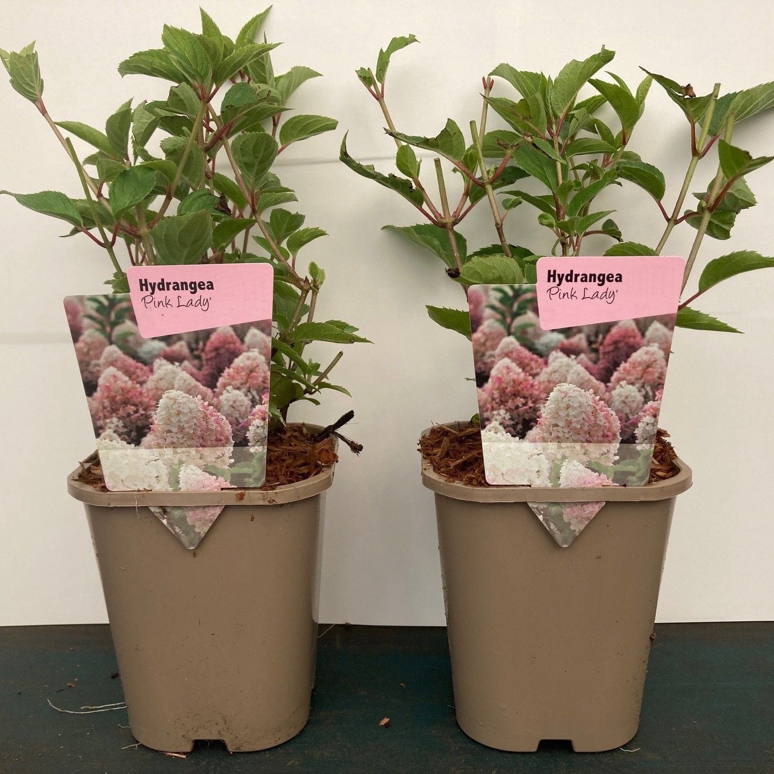 Hortensie arbustiva roz - Hydrangea paniculata 'Pink Lady'