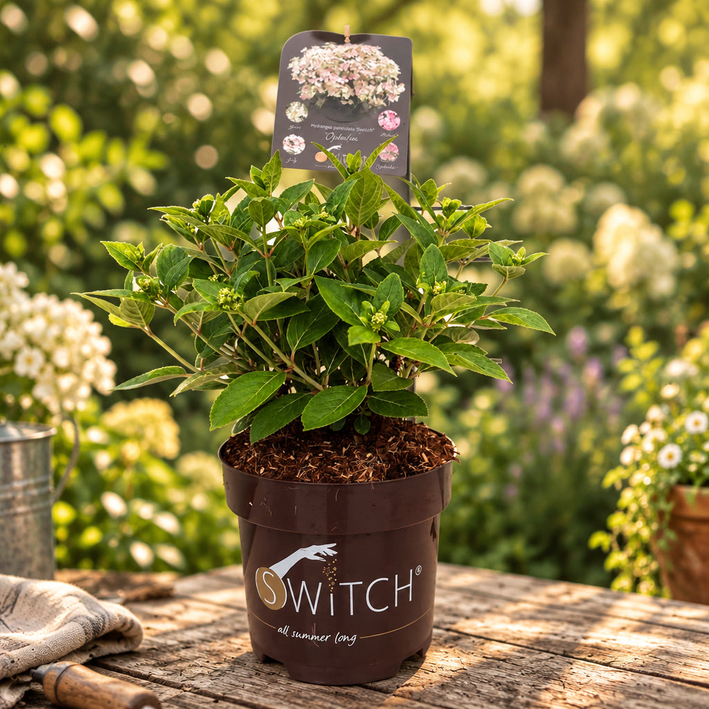 Potted Hydrangea – tagged 