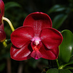 Phalaenopsis Haur Jih Fancy „A06669“ – duftend