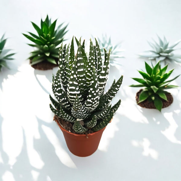 Haworthia 'Superfasciata'