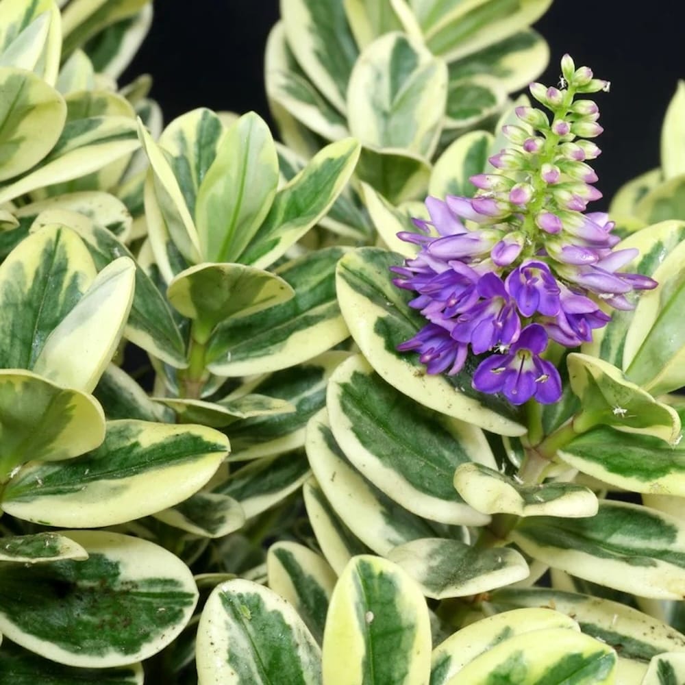 Hebe 'Andersonii Variegata' - Pomul de aur (Evergreen)