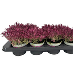 Hebe Magicolor 'Frozen Flame' (evergreen)