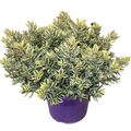 Hebe 'Andersonii Variegata' - Pomul de aur (Evergreen) - exemplare XL